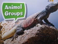 Image of Animal groups