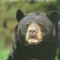 Image of Bears : a portrait of the animal world