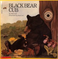 Image of Black Bear Cub