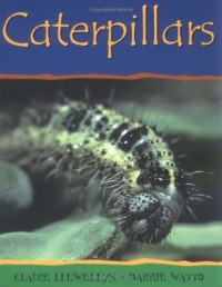 Image of Caterpillar