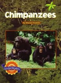 Image of Chimpanzees