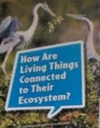 Image of How are living things connected to their ecosystem? (G3 Blue 10)