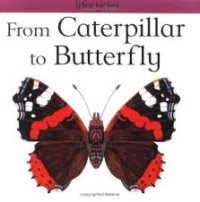 Image of Lifecycles: from caterpillar to butterfly