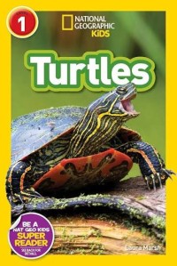 Image of Turtles